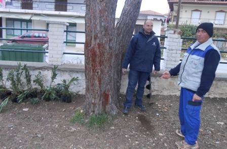 PIKRODAFNES SGK 2015 1