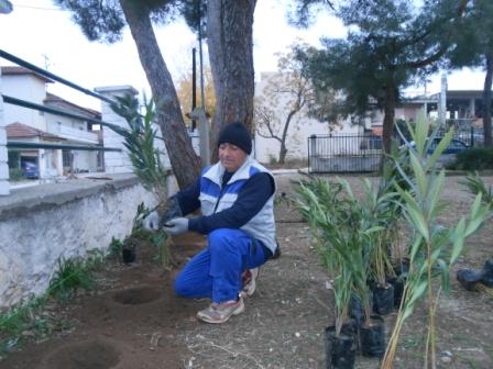 PIKRODAFNES SGK 2015 4